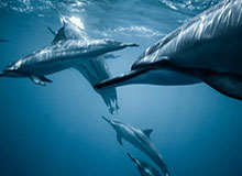 电玩游戏-切赫祝福李昊：你表现一直很棒，祝你决赛好运